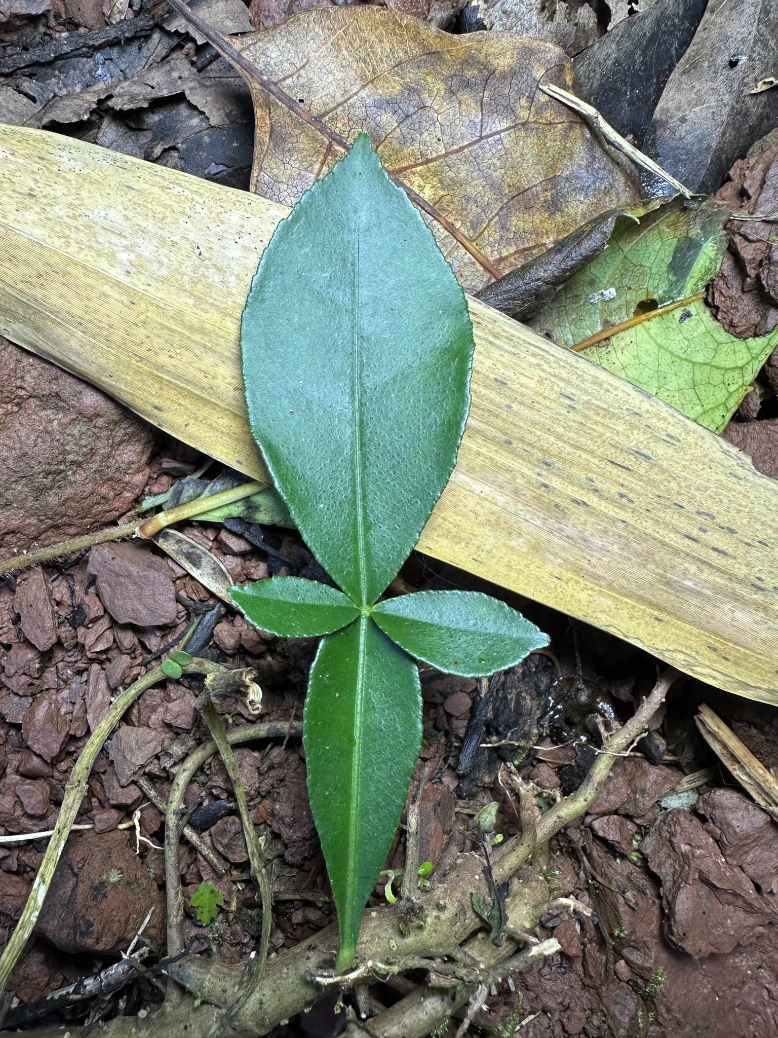 Imagem de Pomelo