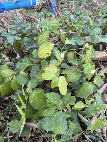 Lolot Pepper