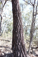 Eucalyptus tricarpa