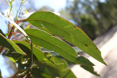Eucalyptus tricarpa