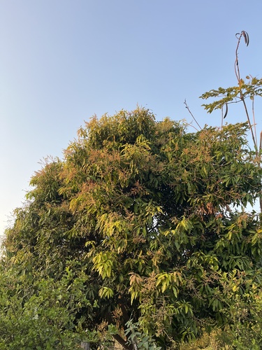 Indian mango