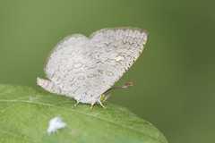 Spalgis epius dilama