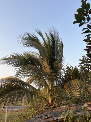 coconut palm
