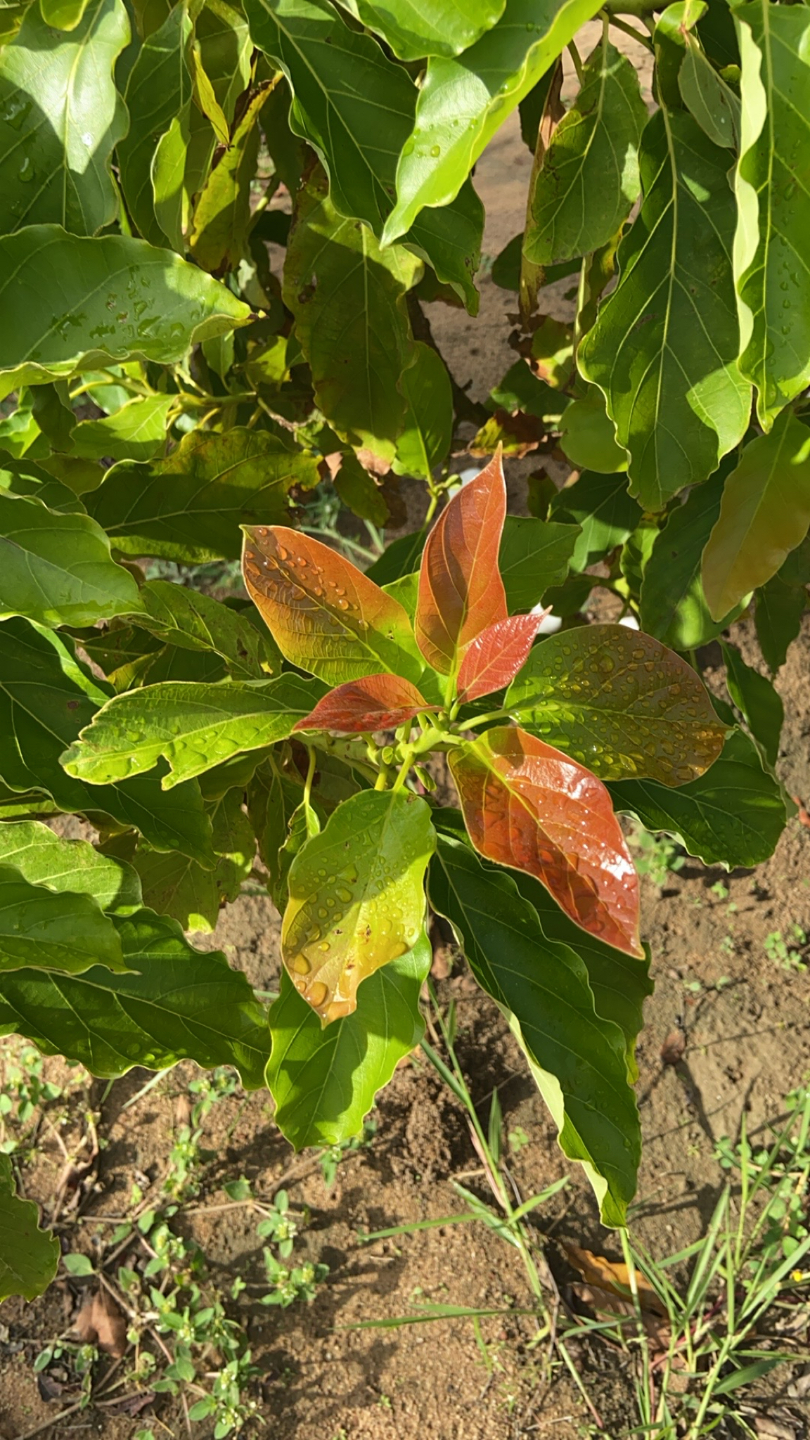 Persea americana