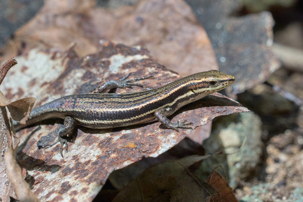 Kopstein's Emo Skink