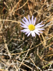 Almutaster pauciflorus