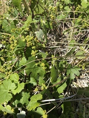 Vitis arizonica