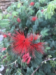 Calliandra californica