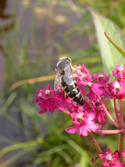 Bembix americana spinolae