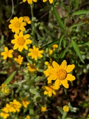 Eriophyllinae