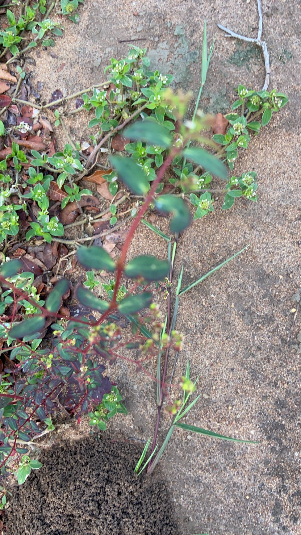 Euphorbia hyssopifolia