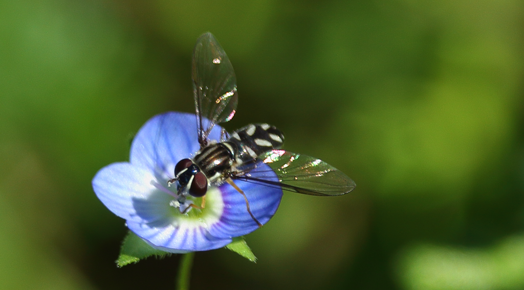Allograpta piurana