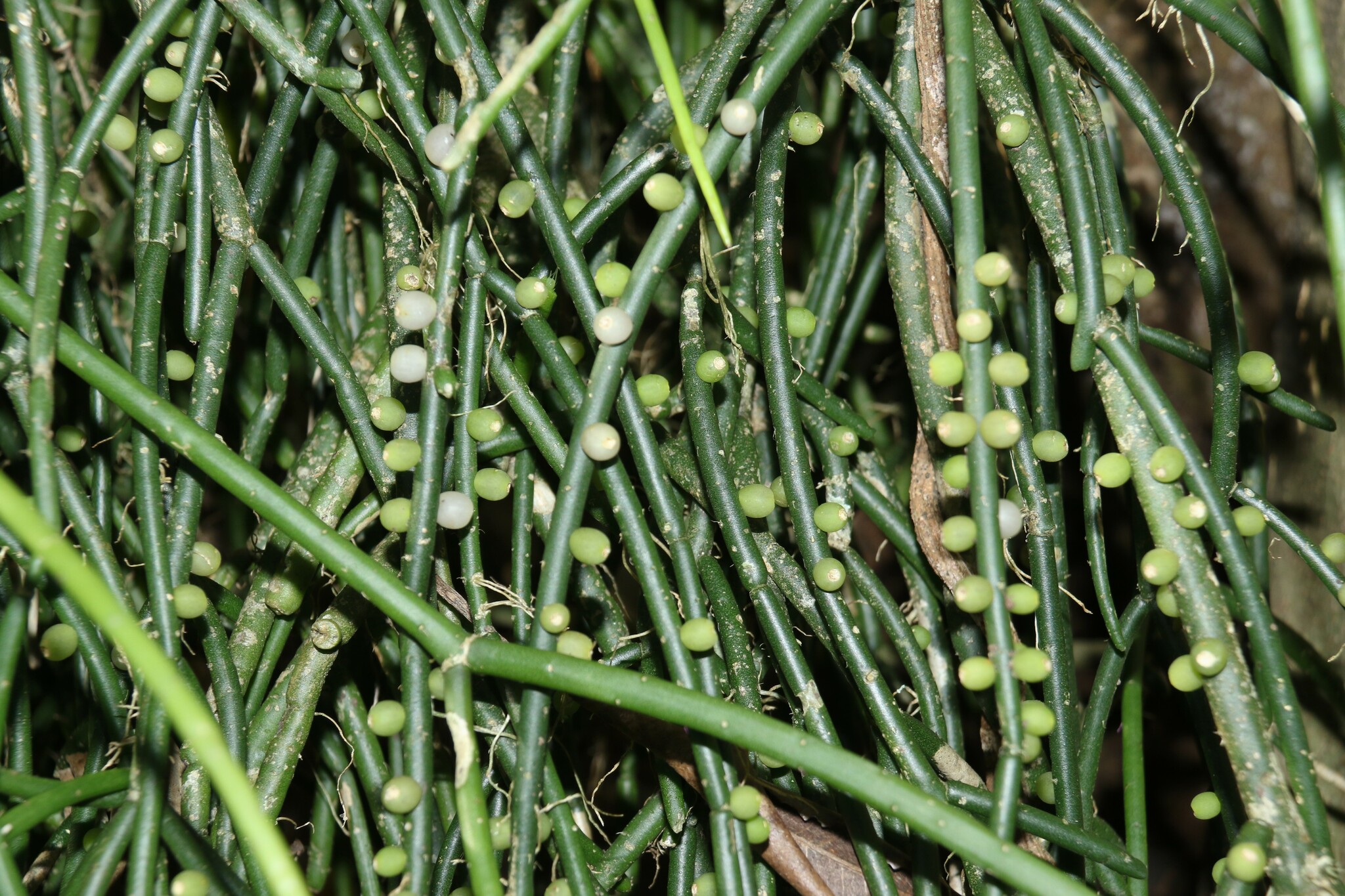 Imagem de Cacto-macarrão