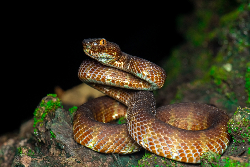 Anderson’s Pit Viper