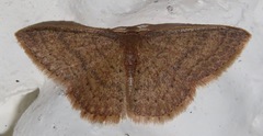 Pleuroprucha