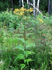 Jacobaea cannabifolia