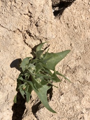 Atriplex phyllostegia