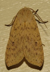 Lophocampa atomosa