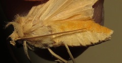 Lophocampa atomosa