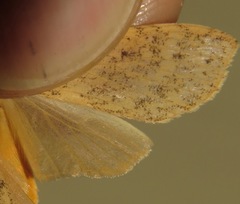 Lophocampa atomosa