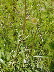 Echinacea atrorubens