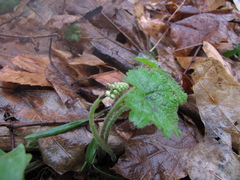 Tiarella stolonifera