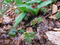 Tiarella stolonifera