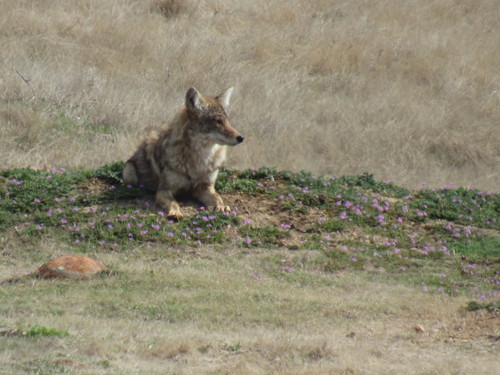 Coyote photographed in Oklahoma