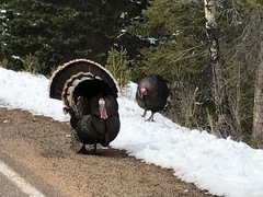 Meleagris gallopavo merriami