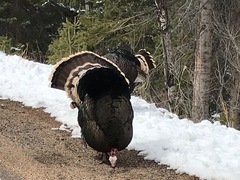 Meleagris gallopavo merriami