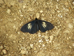 Altinote ozomene nox