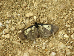 Altinote ozomene nox