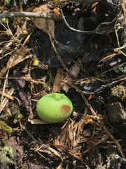 Podophyllum peltatum