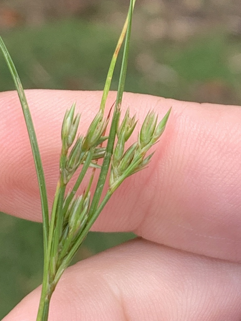 Slender Path Rush from Sarah Island, Southwest, TAS, AU on December 30 ...