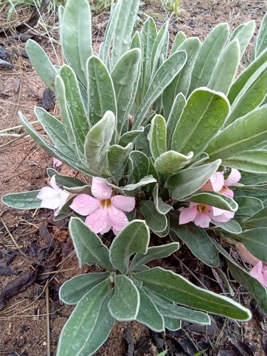 Foto de Rosa do deserto