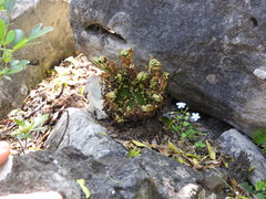 Selaginella novoleonensis