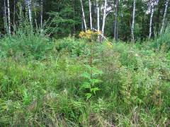 Jacobaea cannabifolia