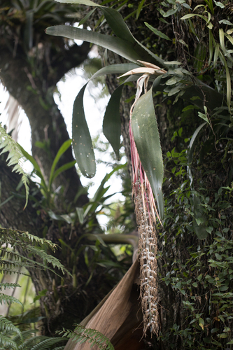 Billbergia alfonsi-joannis, photograph 5
