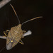 Poecilometis strigatus - Photo (c) David Akers,  זכויות יוצרים חלקיות (CC BY-NC), uploaded by David Akers
