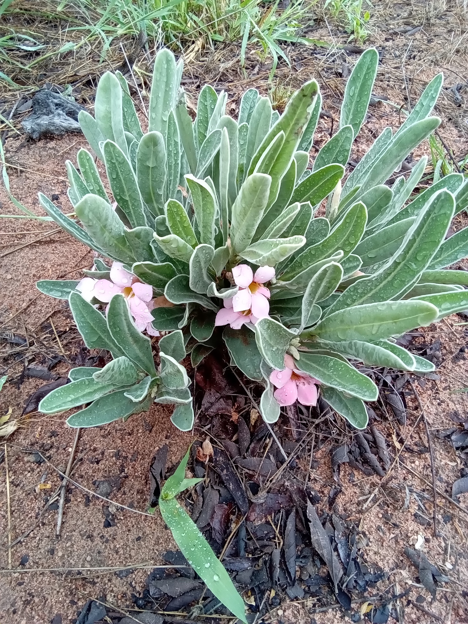 Imagem de Rosa do deserto