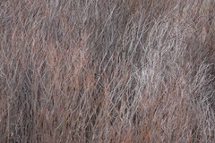 Setophaga coronata coronata × auduboni