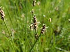 Eleocharis macrostachya