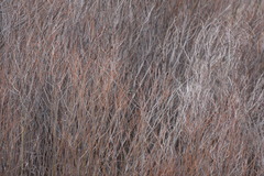 Setophaga coronata coronata × auduboni