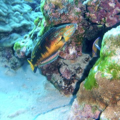 Cocos Wrasse photo 3
