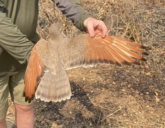 Grasshopper Buzzard photo 4