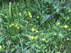 Calochortus pulchellus