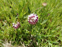 Trifolium grayi