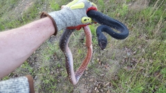 Masticophis flagellum flagellum
