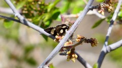 Litocala sexsignata