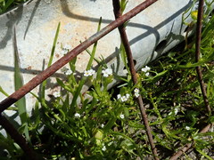 Plagiobothrys stipitatus